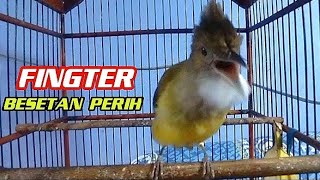 Download lagu Cucak jenggot gacor fingter emosional ‼️ Pancingan dan masteran mp3