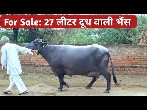 For Sale : Murrah Buffalo in Haryana. 27 लीटर दूध वाली मुर्रा भैंस बिक्री में। Farming guru ji