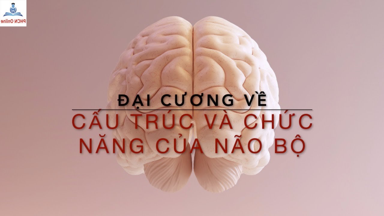 Đại cương cấu trúc và chức năng của não bộ