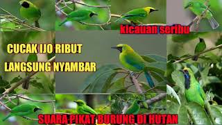 Download lagu Suara pikat burung di hutan CUCAK IJO RIBUT MP3 mp3