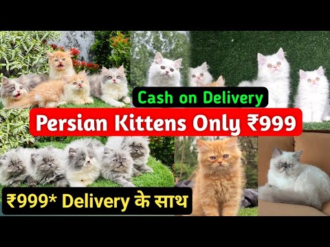 Cheapest Price Cats market in Delhi 2025 | Persian cat kitten | Black cat | Kittens 