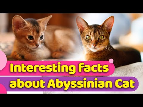 Abyssinian Cats : Everything You Need To Know 🐈