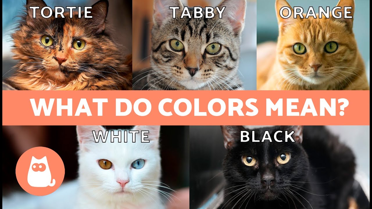 DIFFERENT CAT COLORS 🐱🌈 What Meanings Are Given to CAT COAT COLORS?
