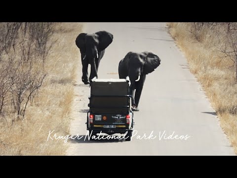 Elephants own tourists in Kruger Park Road Block.
