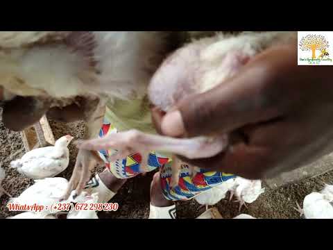 , title : 'Comment lutter efficacement contre la Coccidiose chez les poulets de chair ?? 🐔🐔🐓'