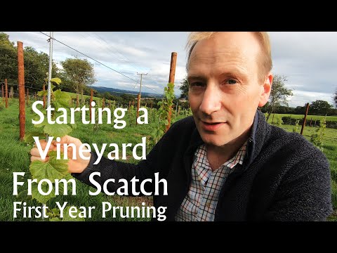 Starting a Vineyard from Scratch.  Part 3, First year pruning and training