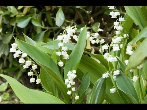 comment soigner muguet