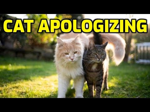 How Do Cats Say Sorry To Other Cats? - YouTube