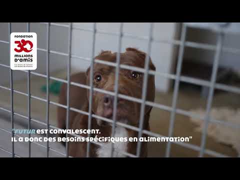 Immersion au Refuge de la Tuilerie - 30 Millions d'Amis - YouTube