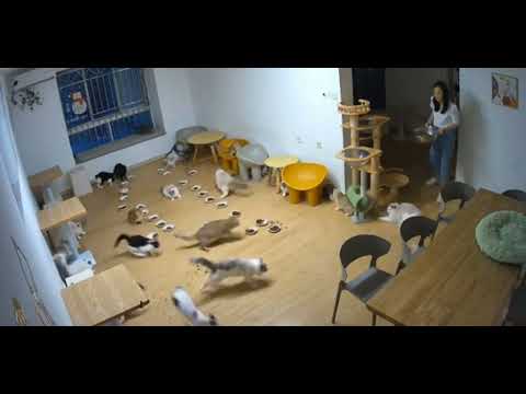 Кошачий переполох