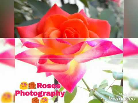 YE005 - Shravani Mohan Pathak. (NATURE PHOTOGRAPHY SKILLS)