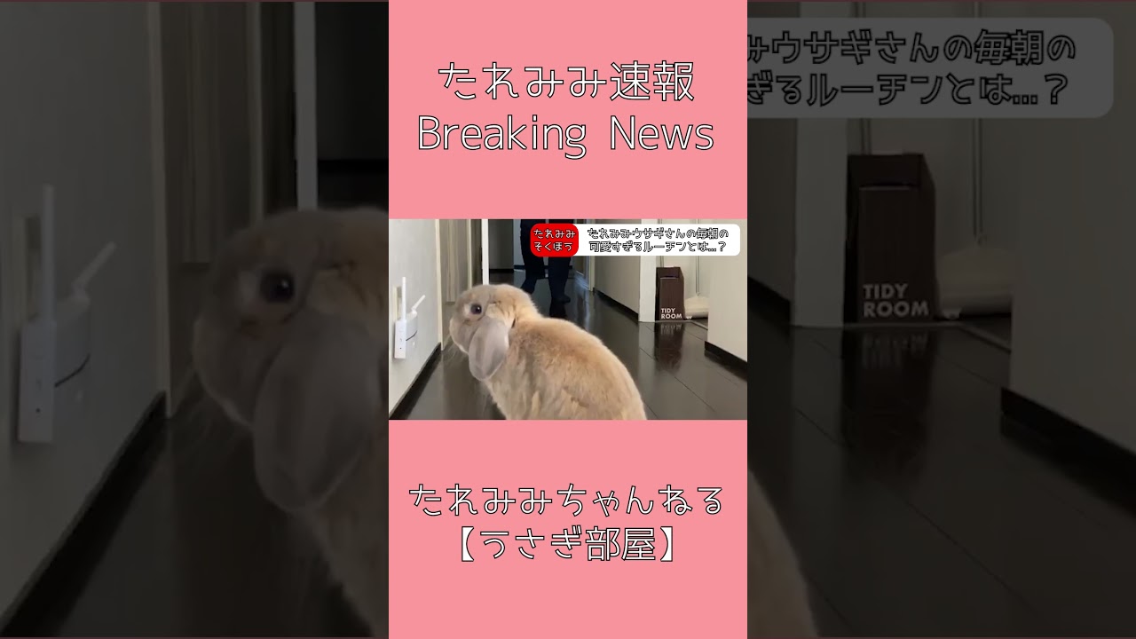 うさぎさんがお見送り！出勤サラリーマンを見送る姿がかわいい　#うさぎ #rabbit