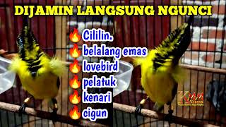 Download lagu Dijamin langsung ngunci‼️Master Sogon Full Materi Mewah mp3