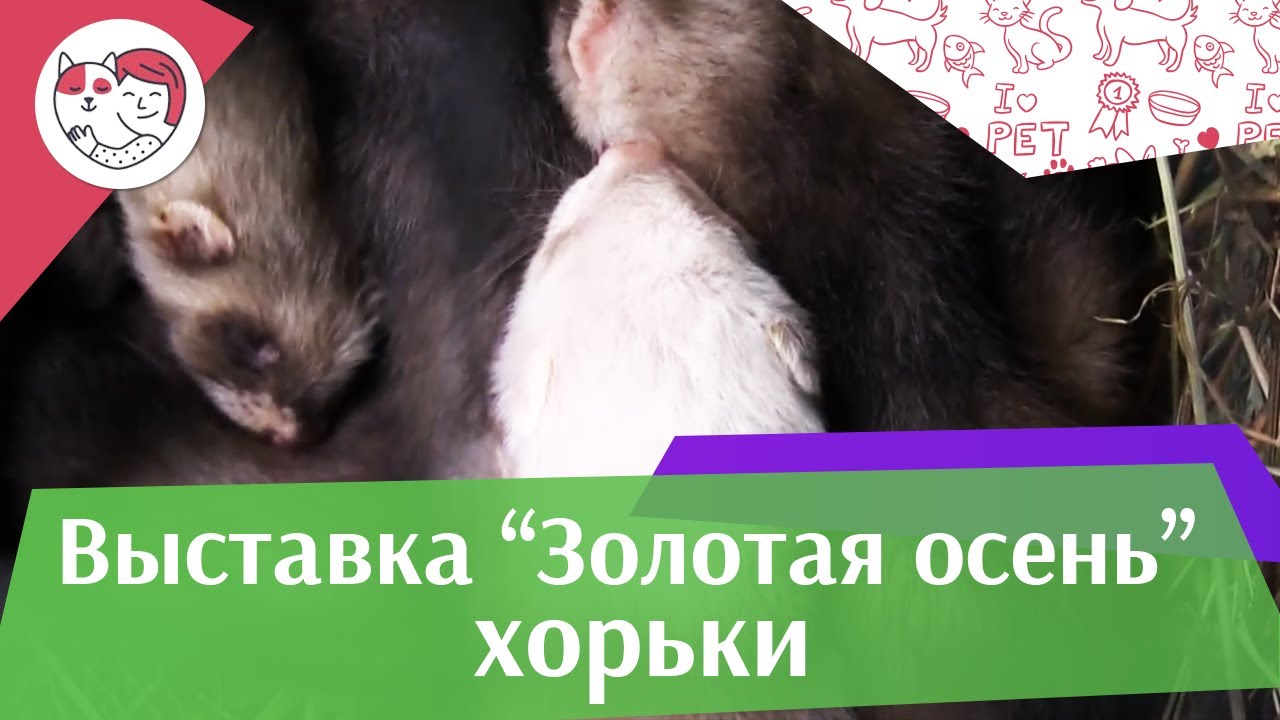 ХОРЬКИ Агропромышленная выставка Золотая осень 2016 iLikePet