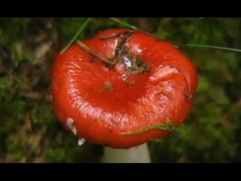 О грибах