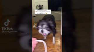 Ayo pudgy can I get an owa owa for the gravy train? (Pudgy the owa owa dog)