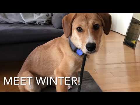 Winter, an adopted Beagle & Jindo Mix in Long Island City, NY_image-1