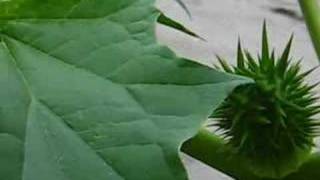 Datura stramonium fruit