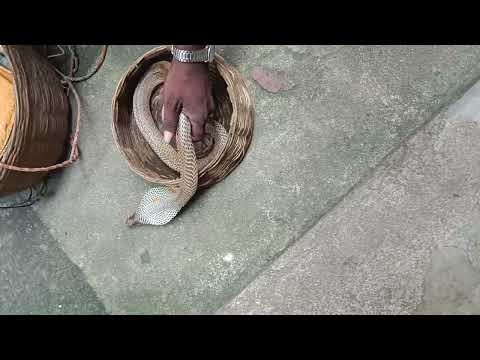 #djyatishsharma #bharat #snake #shorts #shortvideo