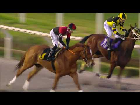 230806 c09 GOLDEN CAT