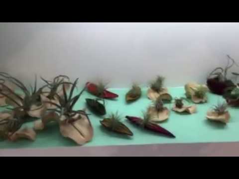 Bomboniere viventi Nad Nature Art Design