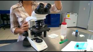 Practica 5 Microscopio binocular