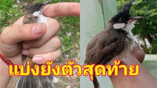 นกกรงหัวจุกยังตัวเดี๋ยว แบ่งครับมีใครสนใจไหม ตัวสุดท้ายแล้ว