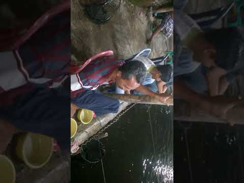 Galatama bawal captun versi 437