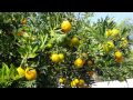Мандариновый рай -4К видео,камера Note3(N9005) 