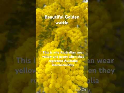The National flower of Australia # Golden Wattle.