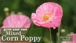 Sow Right Seeds | Mixed Corn Poppy