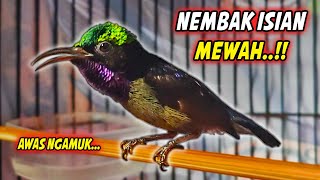 Download lagu MASTERAN KOLIBRI NINJA GACOR FULL ISIAN CILILIN MEWAH !! PANCINGAN KONIN BAHAN FULL TEMBAKAN SULTAN mp3 Download lagu MASTERAN KOLIBRI NINJA GACOR FULL ISIAN CILILIN MEWAH !! PANCINGAN KONIN BAHAN FULL TEMBAKAN SULTAN mp3