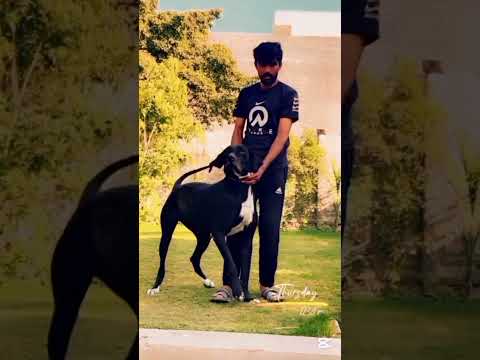 Shoq sekar Haji Qasim jawed shndela