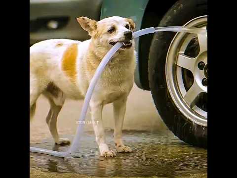 Boy Feeds Stray Dog Once, Gets Unexpected Guardian #dogs #heartwarming