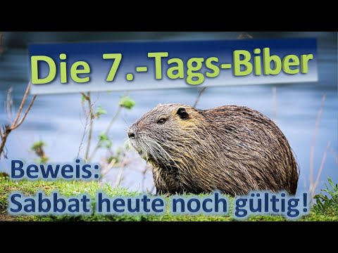 Beavers RESTING on Saturdays! - Sabbath discovered in nature? | Documentary entirely in German!