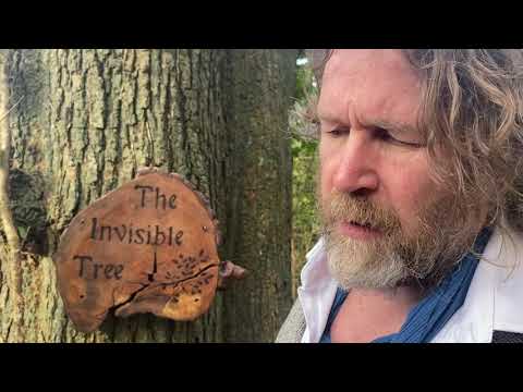 Liam Ó Maonlaí sings "Eleanór a Rún" at The Invisible Tree of Rostrevor Oak Wood..