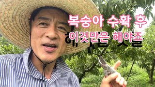 복숭아 수확 후 복숭아밭에서 하는 일