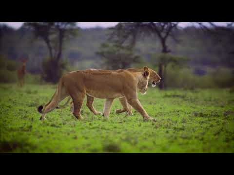 RRRrrrr!!!  Alain Chabat