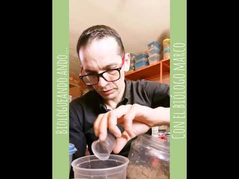 Separación de las crías de la madre escorpión