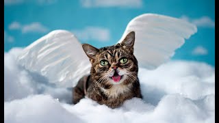 Lil BUB's Big FUND: Community Love Initiative