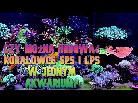 Czy można z powodzeniem hodować koralowce SPS i LPS w jednym akwarium? My REEF Tank 300l (80g).