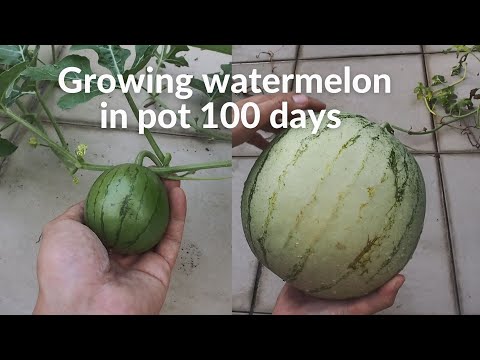 100 Days - Grow Watermelon in Pot | Seed to Harvest