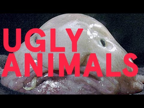 Ugly Animals (Song A Day #1616)