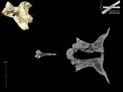 WitmerLab: Majungasaurus Braincase Ct, Horizontal slices