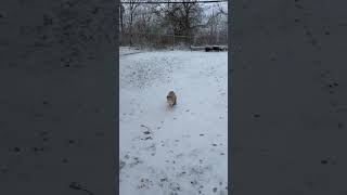 Video preview image #1 Australian Shepherd-Unknown Mix Puppy For Sale in Farmington, MN, USA