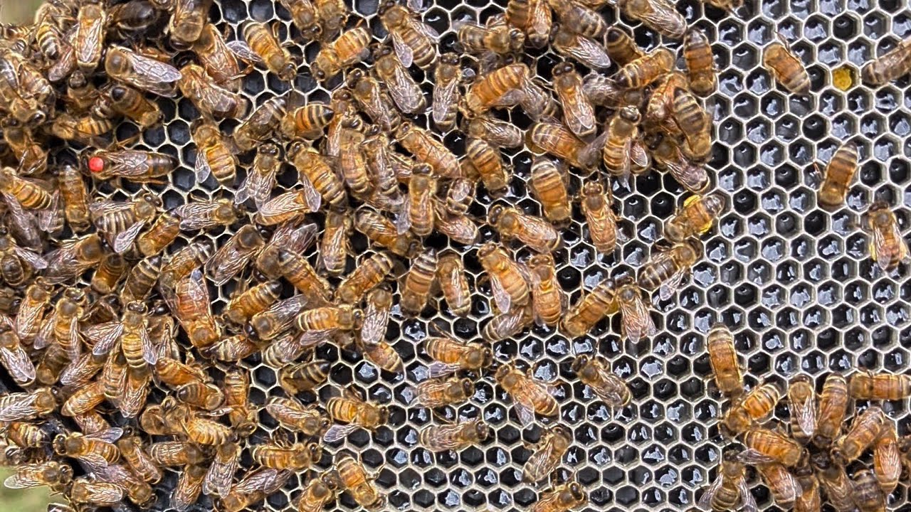What to look for on your first hive inspection after package install?
