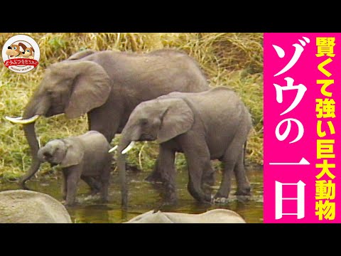 象は何を食べますか?