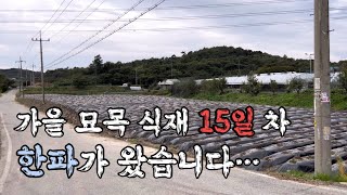 가을 식재 15일 후 한파가 찾아왔습니다…