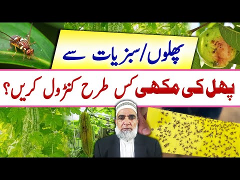 How to control fruit fly from Vegetables and Fruit plants || Crop Reformer