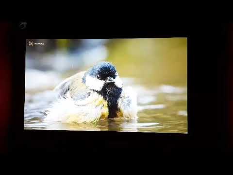 Optoma EH338 Home Theatre Projector Full HD